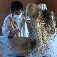 Manuel Quijhua Gomez