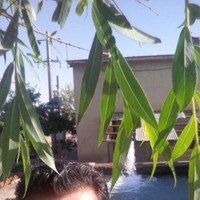 saeid m