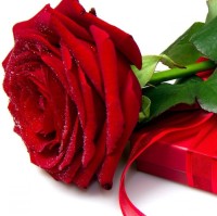 Harshitha K