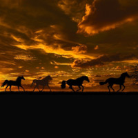 Equestrian Business Community