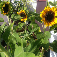 Aminath Mohamed Saeed