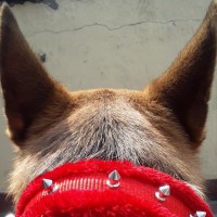 LUCY THE INNOCENT SHEPHERD