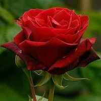 Yasir Shah