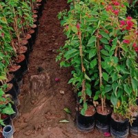 Wholesale Plant Nursery