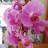 LYLIAN IRIS GONZALEZ PLATE