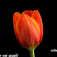 Singh Shab