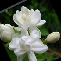 Jasmine Moideen