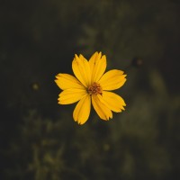 وعد الاسمري