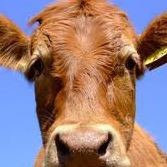 José Ramom Pichel Campos