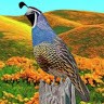 Chirpy Chirps