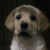 周仕宏