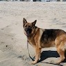 Bradley Kobzeff