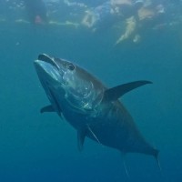 Ricardo Pardo Martínez