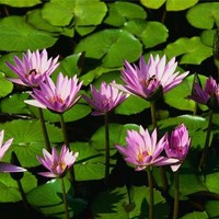 Conceição Carvalho