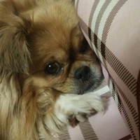 My Nguyen