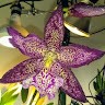 Az Desert Orchids