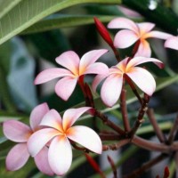 Maria Jose Pires Moreira