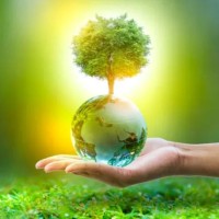 Organic Manure For Green Earth