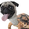 Pug Tortuga
