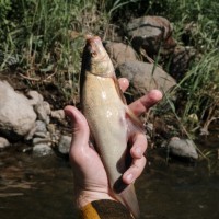 Survival Fishing Life