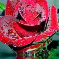 Mohmmad Alsherazee