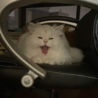 Tobby Wang