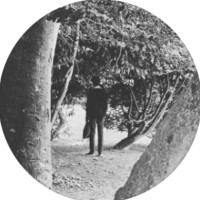 Jacob Batchelor
