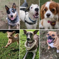 Barking with Bianca B