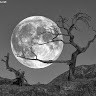 Moon Light