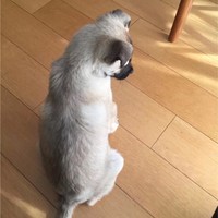 胡晓颖