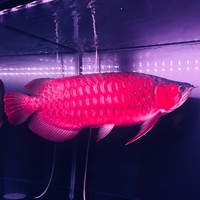 马恒飞