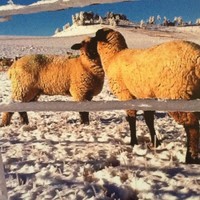 Chad and Sonja Harrington