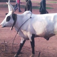 Mayen Riakbai Simon