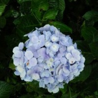 Thành Long Nguyễn