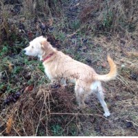 George P. Gardner, P.E., PMP