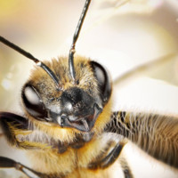 B Beenfluencer