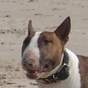 kees bak