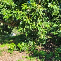 Jose Manuel Rodriguez