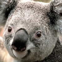 Koala Obichnaya
