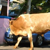 Wahyudi Ary