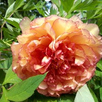 Marie-José VERHAEGHE