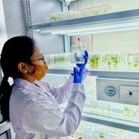 Batul Surti MSc. Plant Science