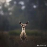 吕战飞
