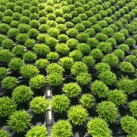 Caroline Den Houting