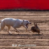 张策策
