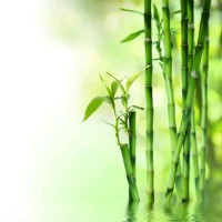 Thanh Trúc Lê Thị