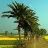 Mohammad Anwar Hossain