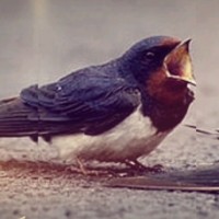 كرار كرار