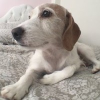 Karma Dogg