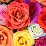Asma Shah